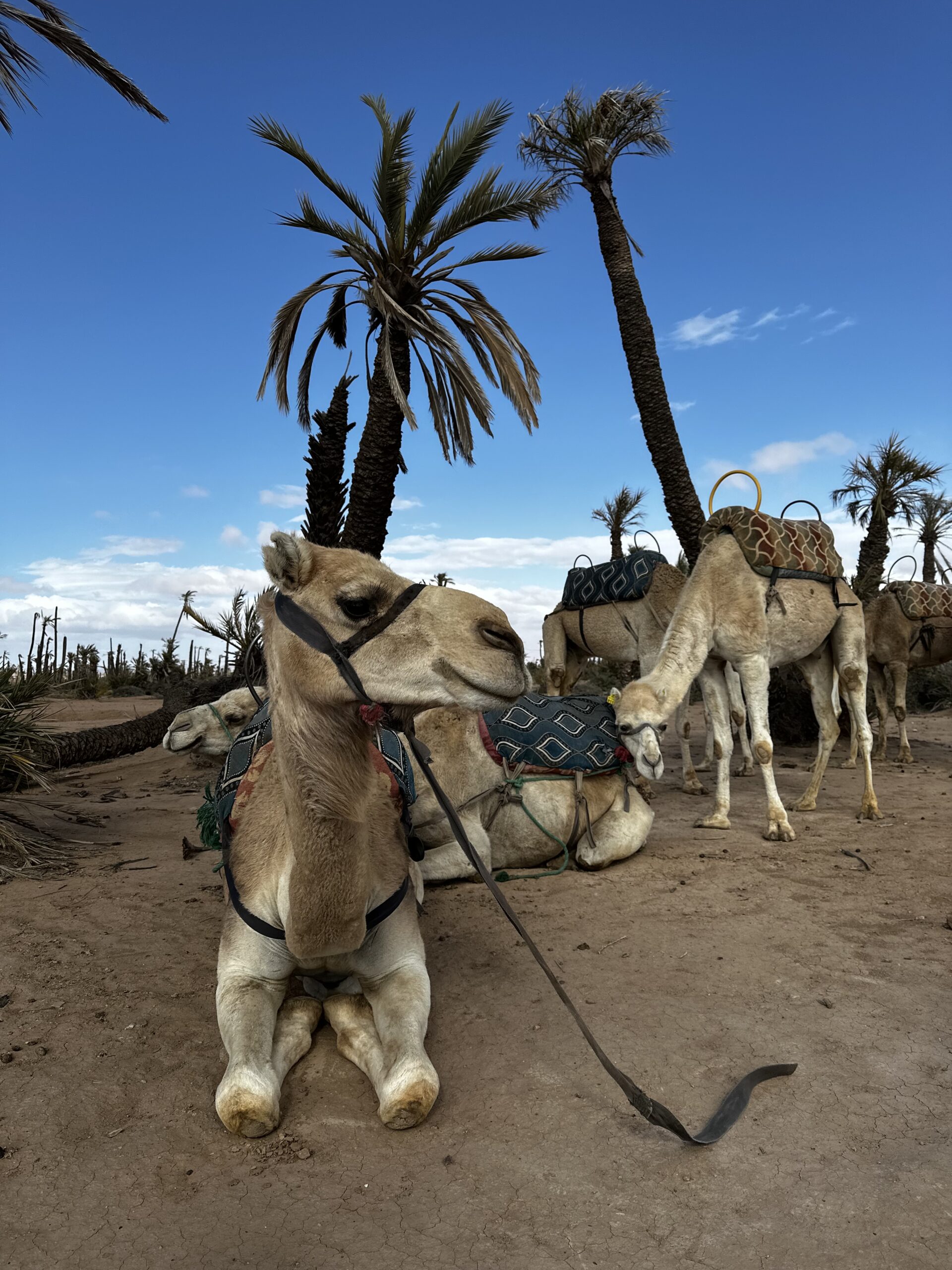 Réseaux sociaux à Marrakech